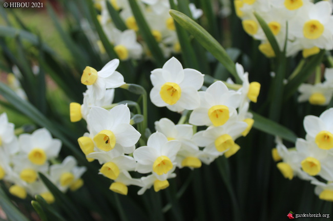 Narcissus - les narcisses horticoles - Page 6 GBPIX_photo_843152