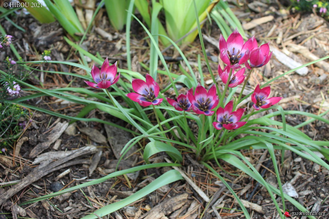 Tulipa x hageri GBPIX_photo_843153