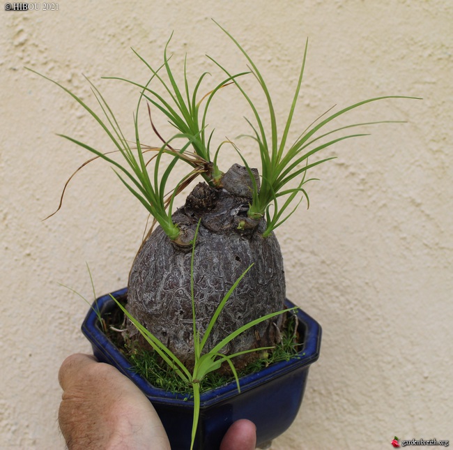 Beaucarnea recurvata - [identification] GBPIX_photo_845589