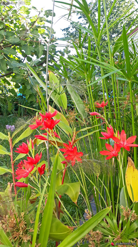 Dernières fleurs d'été, premiers feux d'automne - Page 2 GBPIX_photo_851499