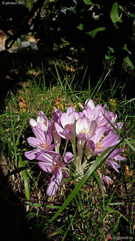 Dernières fleurs d'été, premiers feux d'automne - Page 2 GBPIX_photo_851503