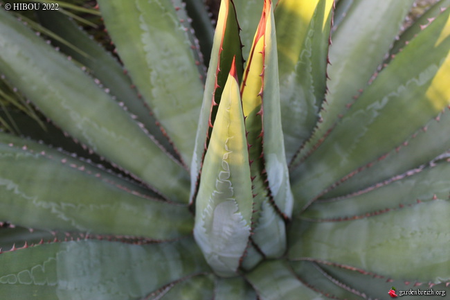 Agave horrida  GBPIX_photo_861473