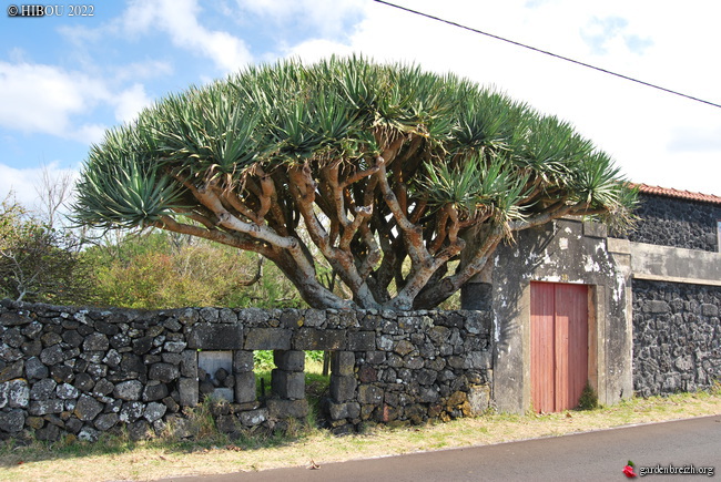 Portugal - Archipel des Açores - Ilha do Pico GBPIX_photo_861539