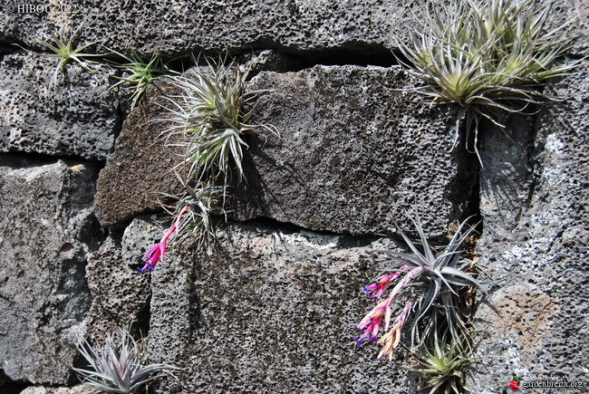 Portugal - Archipel des Açores - Ilha do Pico GBPIX_photo_861862