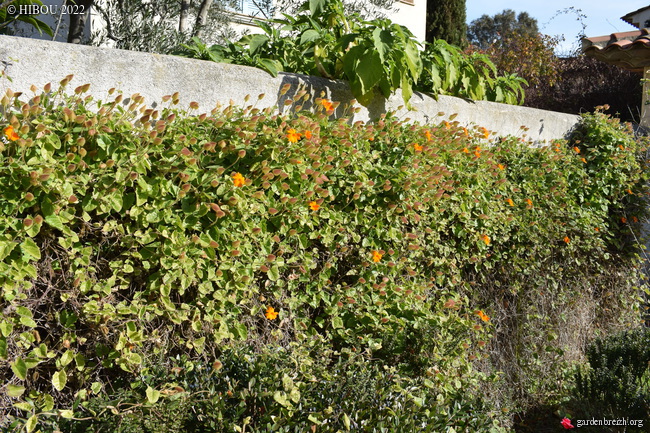 Thunbergia gregorii - Page 2 GBPIX_photo_864650