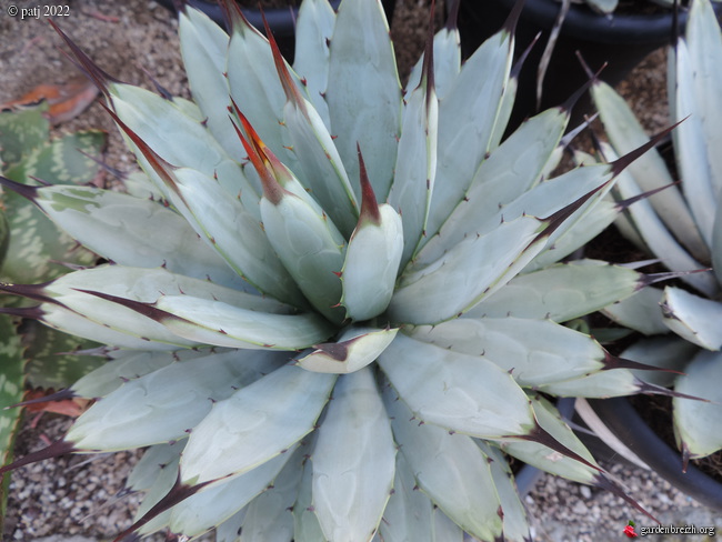 Agave macroacantha GBPIX_photo_870492