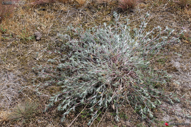 Artemisia campestris ssp. maritima  GBPIX_photo_873959