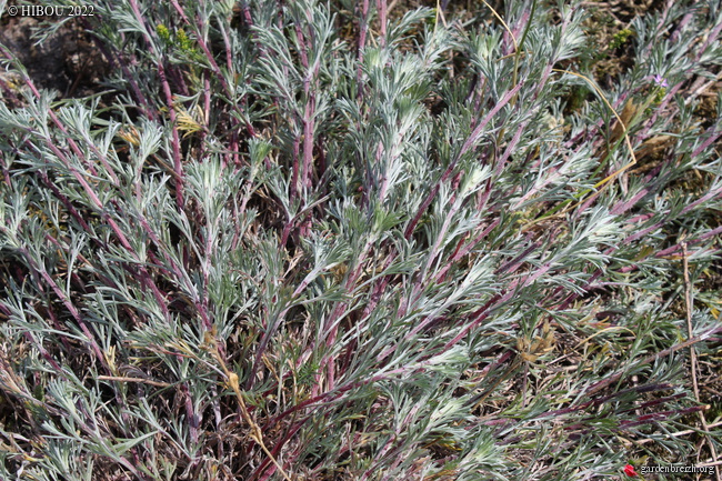 Artemisia campestris ssp. maritima  GBPIX_photo_873960