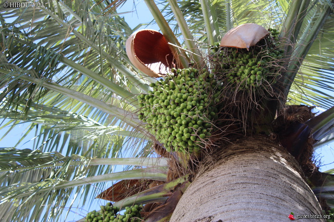 Jubaea chilensis - cocotier du Chili - Page 3 GBPIX_photo_877307