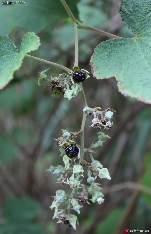 Rubus setchuenensis - Page 2 GBPIX_photo_877964