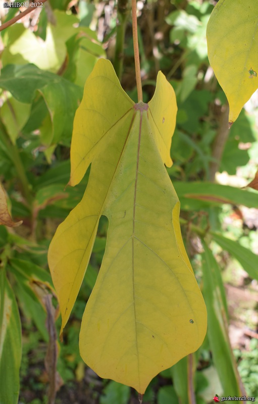 Firmiana simplex - firmiana à feuilles de platane GBPIX_photo_883344