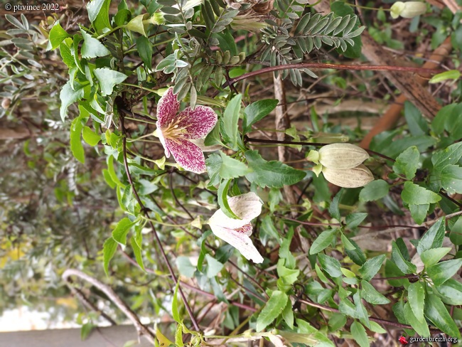 Le mois de décembre en fleurs... GBPIX_photo_883630