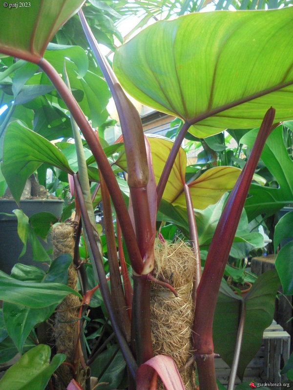 Philodendrons nouvelles variétés  GBPIX_photo_904695