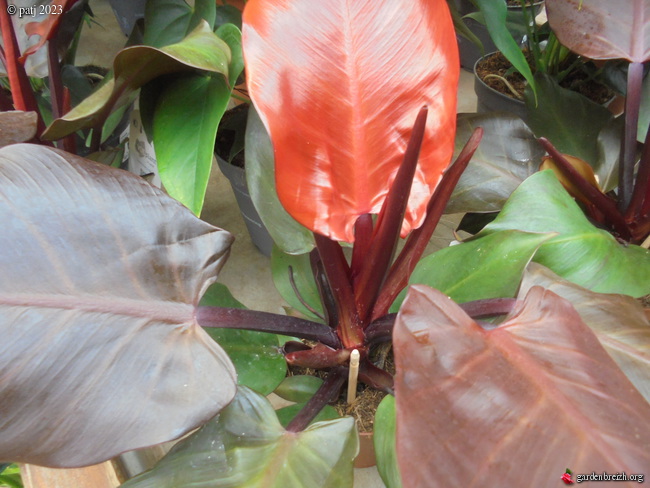 Philodendrons nouvelles variétés  GBPIX_photo_905268