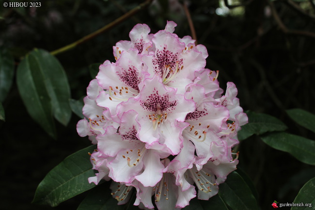 Rhododendron à identifier GBPIX_photo_910385