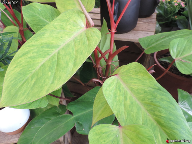 Philodendrons nouvelles variétés  GBPIX_photo_910407