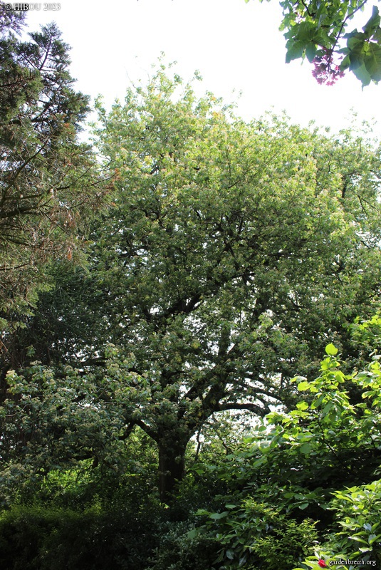 Torminalis glaberrima (Sorbus torminalis) - Alisier torminal GBPIX_photo_911581