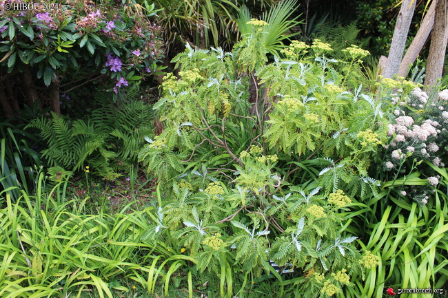 Gonospermum canariense GBPIX_photo_915711