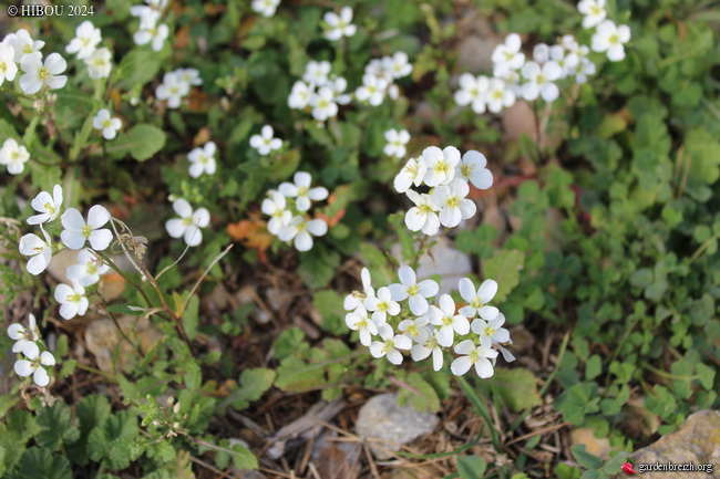 diplotaxis - Diplotaxis erucoides - roquette blanche GBPIX_photo_917297