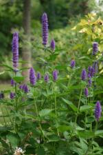 agastache GBPIX_vignette_2888