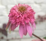 Echinacea : les nouveautés. Par rebelle GBPIX_vignette_109065