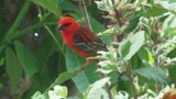 Oiseaux de nos jardins GBPIX_vignette_187226