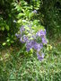 Fleurs du bout du monde- floraisons exotiques - Page 3 GBPIX_vignette_299383
