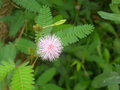 Le mimosa pudica GBPIX_vignette_303006