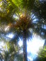 cocotiers et palmiers a identifier GBPIX_vignette_377910