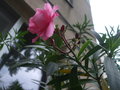 Nerium oleander - laurier rose plante toxique ! GBPIX_vignette_388140