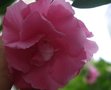 Nerium oleander - laurier rose plante toxique ! GBPIX_vignette_388143