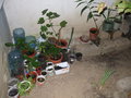 Le forum des plantes d'appartement, d'intérieur. Nos plantes.  GBPIX_vignette_411071