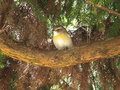 Oiseaux de nos jardins GBPIX_vignette_482894