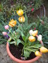 les tulipes GBPIX_vignette_487859