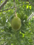 adansonia- les fruits des baobabs GBPIX_vignette_518135