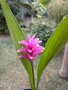 tulipe de Thailande-curcuma GBPIX_vignette_538107