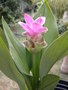 tulipe de Thailande-curcuma GBPIX_vignette_538108