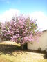 l'arbre orchidée -Bauhinia  GBPIX_vignette_540273