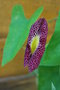 Aristolochia gigantea GBPIX_vignette_551440