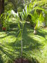 Palmiers . Photos, plantation, entretien  - Page 2 GBPIX_vignette_570283