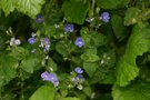 Flore normande à identifier (indigène ou pas) GBPIX_vignette_584107