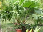 le palmier Licuala  GBPIX_vignette_82109