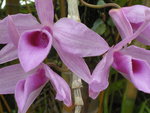 Orchidee a nommer GBPIX_vignette_82114