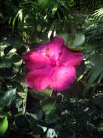 Mes hibiscus et moi...une longue histoire - Page 5 GBPIX_vignette_86163