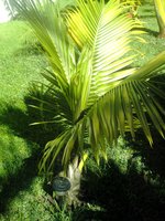 Palmiers . Photos, plantation, entretien  GBPIX_vignette_87103