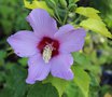 Hibiscus 'Lohengrin' GBPIX_vignette_813106