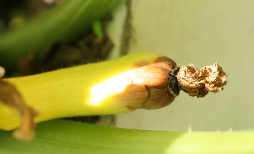 Zucchini Shriveling IMG_9167w1