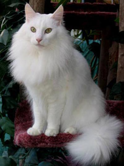 Club Felino:3 Raza-gatos-angora-turco