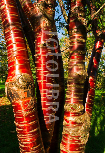 prunus - Transplantando plantones de Prunus (fotos paso a paso) 1003104-prunus-serrula-tibetica