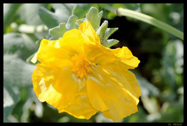 Pavot cornu - Glaucium flavum 7450s